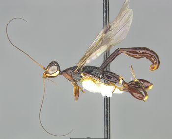Media type: image;   Entomology 9051 Aspect: habitus lateral view